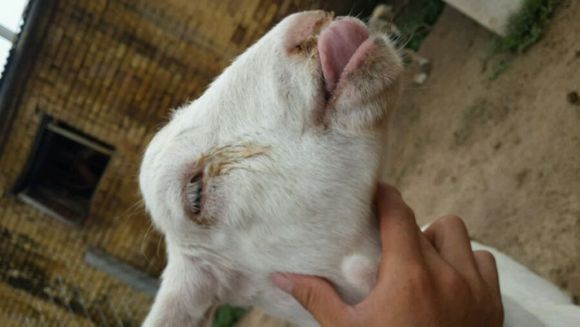 羊小反刍兽疫症状和瘟品椒-兽药招商网