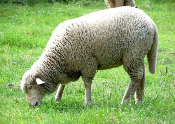 绵羊_绵羊品种及价格_绵羊养殖专栏