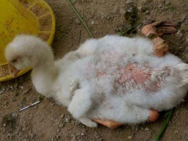 鹅软脚病_鹅软脚病的症状_鹅软脚病的治疗方法