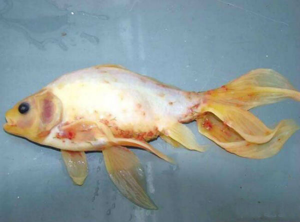 锚头蚤怎么治疗,鱼锚头鳋病用什么药治疗好-兽药招商网