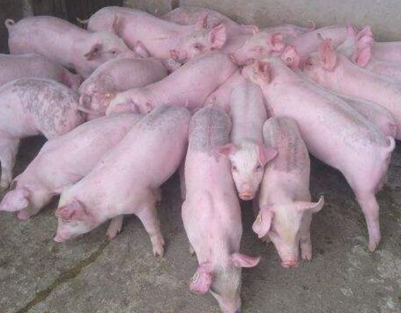 猪大肠杆菌病_猪大肠杆菌病的症状与治疗方法_猪大肠杆菌病疫苗