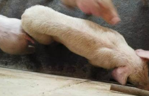 2021/3/22猪小袋纤毛虫病用什么药好?养猪春季做保健配什么药?